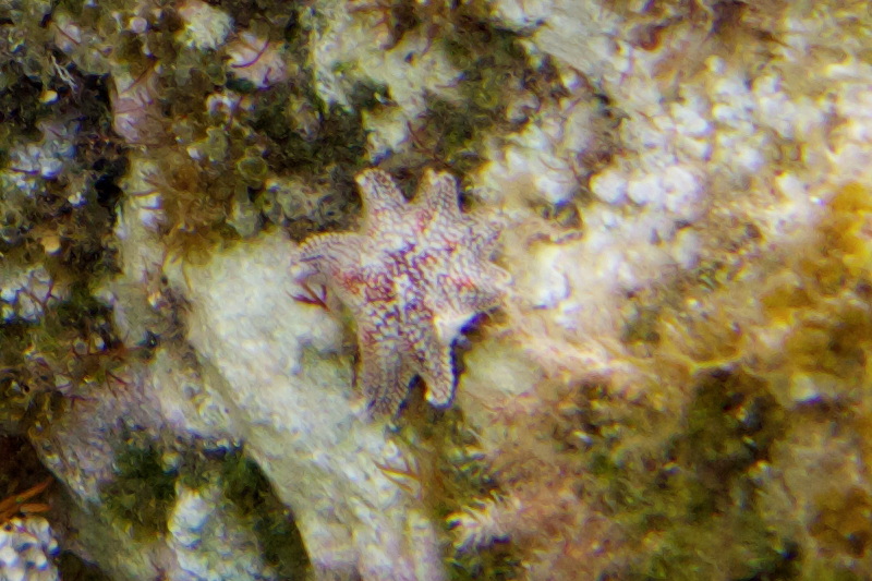 Aquilonastra sp. - from Cyprus